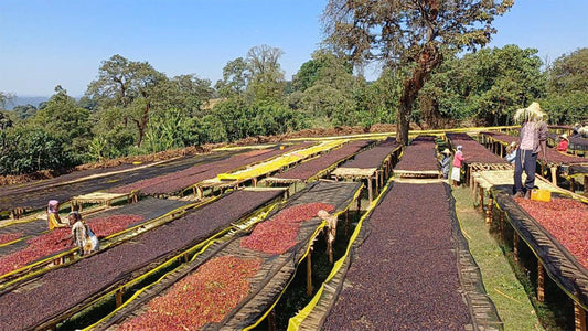 Etiopia Guji Anasora